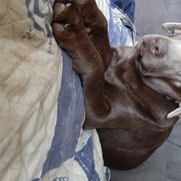 Daisy  - Labrador Retriever