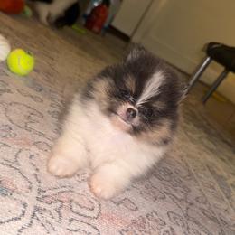 Bumble - Blue and tan male Pomeranian puppy in Fredericksburg, Virginia from Designer Dog Society
