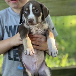Boy 2 - Chocolate male Catahoula Leopard Dog puppy in Palestine, Texas from Hidden Creek Catahoulas