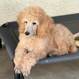 Freddie - Apricot male Poodle puppy in Nipomo, California from Central Coast Standard Poodles & Cavaliers