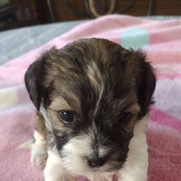 Lucky - Red sable male Havanese puppy in Cleveland, Texas from 7th Heaven Havanese of Texas