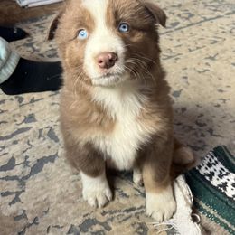 Ranger - Red tri-color male Australian Shepherd puppy in Witter, Arkansas from Mountainside Aussies