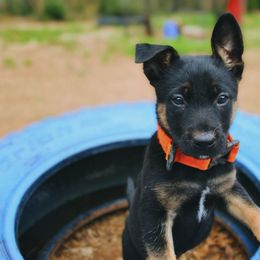 Belgian Malinois and Dutch Shepherd Puppies from Vuurhart Herders