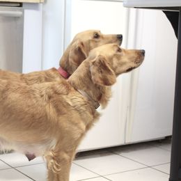 Goldendoodle, Golden Retriever, and Miniature American Shepherd Puppies from Doodalicious