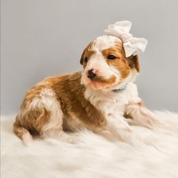 Wynter - Tri-color female Bernedoodle puppy in Russell Springs, Kentucky from 270 Doodles