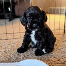Jack - Black and white male Cocker Spaniel puppy in Marshfield, Wisconsin from Gingerale Cockers and Cockapoos