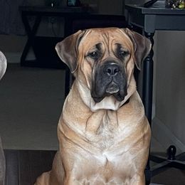 Zuzu - Cane Corso