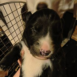 Purple - Black and white female Siberian Husky puppy in Porter Corners, New York from Gemstone Huskys