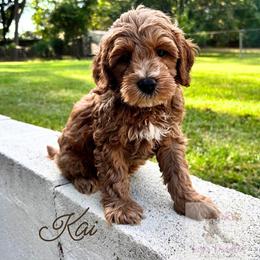 Kai - Apricot male Goldendoodle puppy in Birmingham, Alabama from Ivy’s Doodles