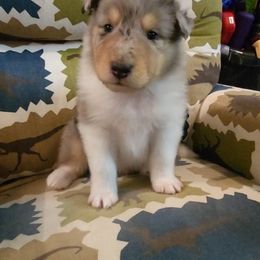 Nacho - Blue merle male Collie puppy in Buchanan, Georgia from Lacey's Lassies