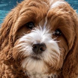 Dunc - Cavapoo