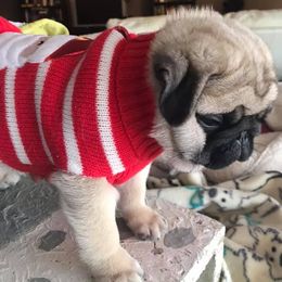 Pug Puppies from Pickwick Pugs