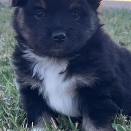 Toy Australian Shepherds from S3 Toy Aussies