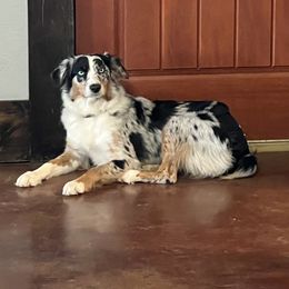 Khaki - Australian Shepherd