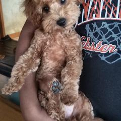 Goldendoodle Puppies from Northwoods Goldendoodles