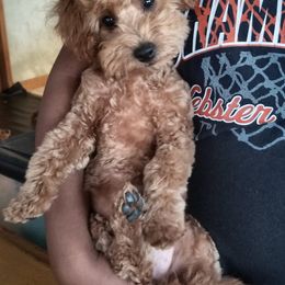 Goldendoodle Puppies from Northwoods Goldendoodles