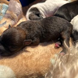 Sweetie. - Brown female Shihpoo puppy in Denver, Colorado from Angel babies