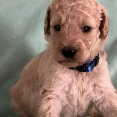 Boxers and Goldendoodles from Grayson Boxers