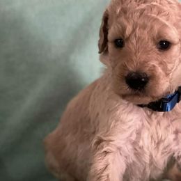 Boxers and Goldendoodles from Grayson Boxers