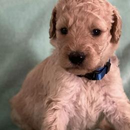 Boxers and Goldendoodles from Grayson Boxers