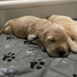 Ms. Purple (Princess Ariel) - Golden female Golden Retriever puppy in Umatilla, Florida from AT Marvelous Kennels