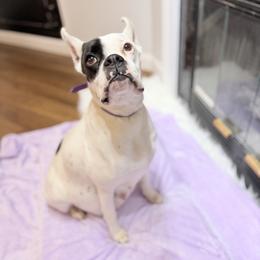 Dottie - Boxer