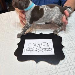Owen - Liver roan male German Shorthaired Pointer puppy in Morgantown, Indiana from Kevin Funkhouser Kennel