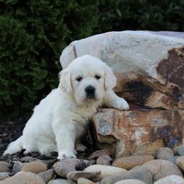 Golden Retriever Puppies from Majestic Mountain Goldens
