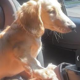 Dachshund Puppies from Rosey dachshund