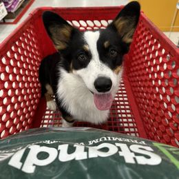Pembroke Welsh Corgi All Grown Up from The Hallway Farm