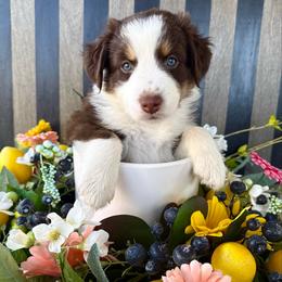Rose - Red tri-color female Australian Shepherd puppy in Mesa, Arizona from Four Peaks Aussies