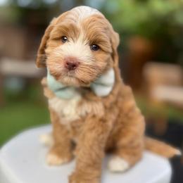 Dragonfruit - Red male Australian Labradoodle puppy in Morgan Hill, California from Loving Labradoodles