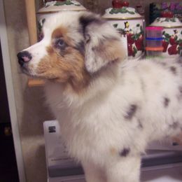 Australian Shepherds from NiteShade Aussies