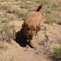 Lily - Golden female Golden Retriever puppy in Wellington, Colorado from High Country Golden Retrievers