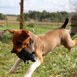 Rat Terrier Puppies from River Ridge Rat Terriers