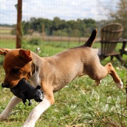 Rat Terrier Puppies from River Ridge Rat Terriers