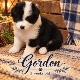 Gordon - Black tri-color male Australian Shepherd puppy in Hammond, Louisiana from Gold Ring Australian Shepherds