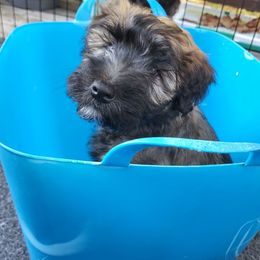 Rita - Wheaten female Whoodle puppy in Bolingbrook, Illinois from R&R Whoodles