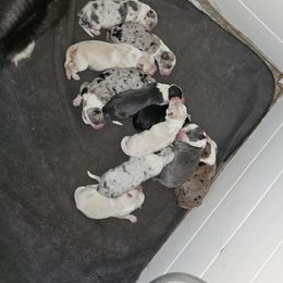 Border Collie puppies from Lil Maine Border Collies