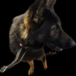 Leroy - German Shepherd