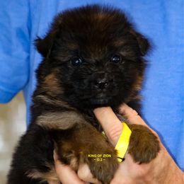 Girl 3 - Black and red female German Shepherd puppy in Alvarado, Texas from King Of Zion German Shepherds