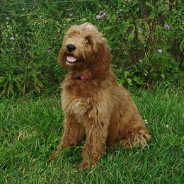 Goldendoodles from Callie Doodle Goldendoodles