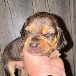 Frodo - Black and tan male Beagle puppy in Viper, Kentucky from Mountain Top