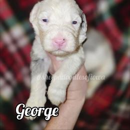 George - Merle male Sheepadoodle puppy in Iowa Falls, Iowa from Sheepadoodles of Iowa