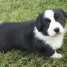 Marika - Black and white female Cardigan Welsh Corgi puppy in Larsen, Wisconsin from Pondside Kennels