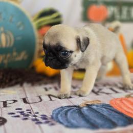 Elana - Fawn female Pug puppy in Arthur, Illinois from Perfect Pugs