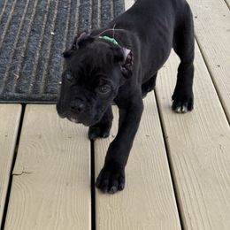 Cane Corso Puppies from Better Than You Cane Corso’s