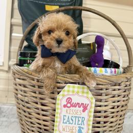 Pip - Apricot male Goldendoodle puppy in Cherry Tree, Pennsylvania from Plum Creek Acres Next Generation