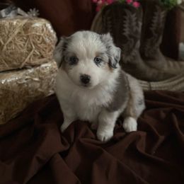 Lainey - Blue merle female Miniature Australian Shepherd puppy in Florence, Arizona from Triangle H Ranch Aussies