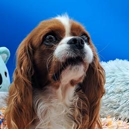 Winnie - Cavalier King Charles Spaniel